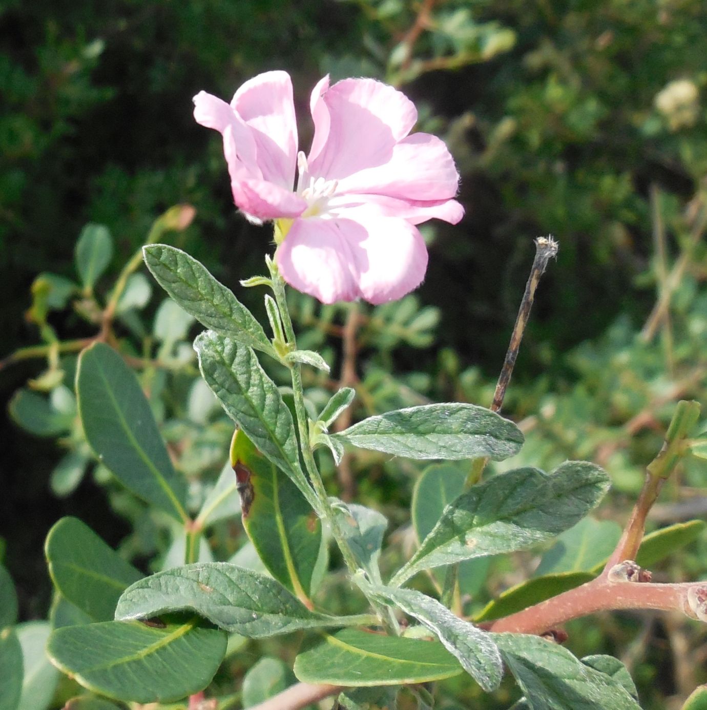 Pianta da determinare